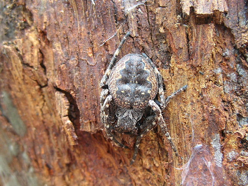 Nuctenea umbratica